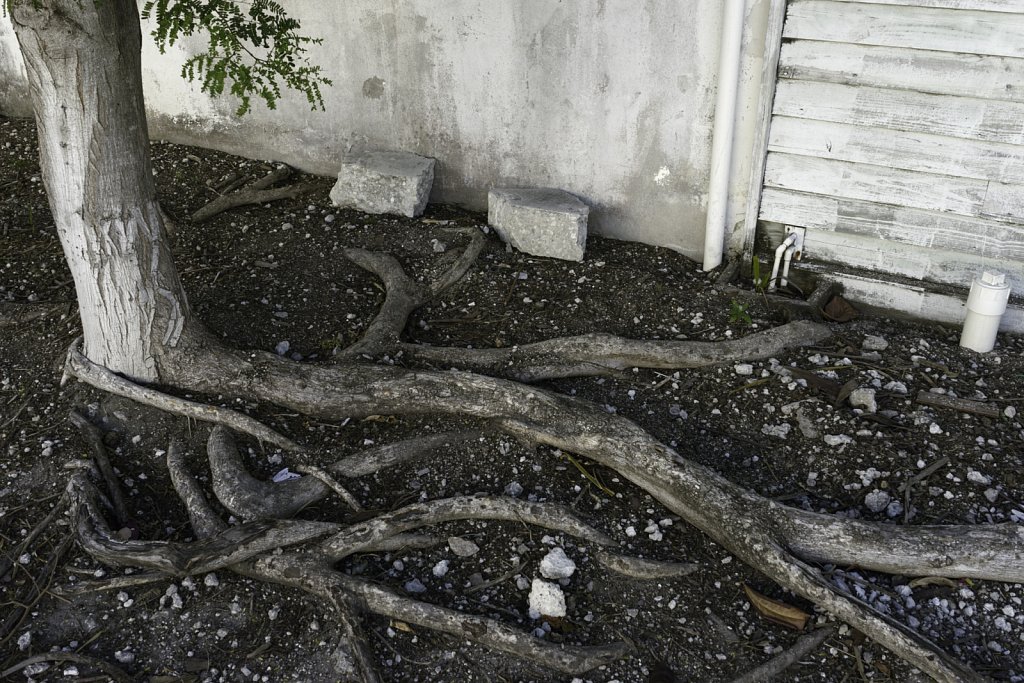 Tree Root Behind Building